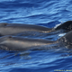 Image for article titled Congratulations to This Whale and Dolphin on Their Baby!
